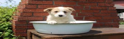 Mixed Breed dogs for sale: Ollie - Ad 2