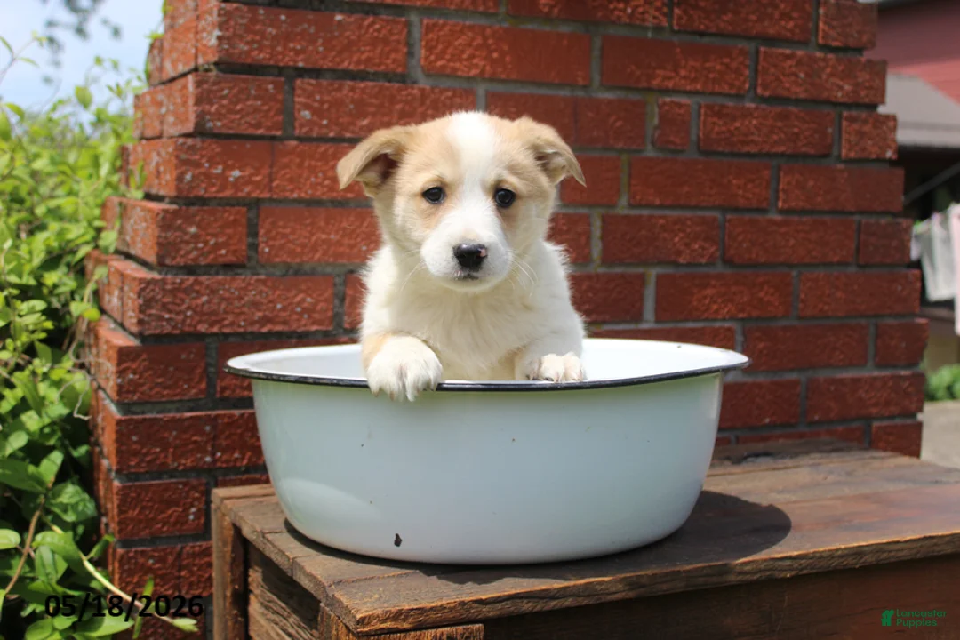 Mixed Breed dogs for sale: Ollie - Ad 2