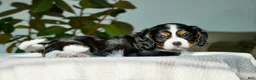 Cavalier King Charles Spaniel dogs for sale: Sage - Ad 3