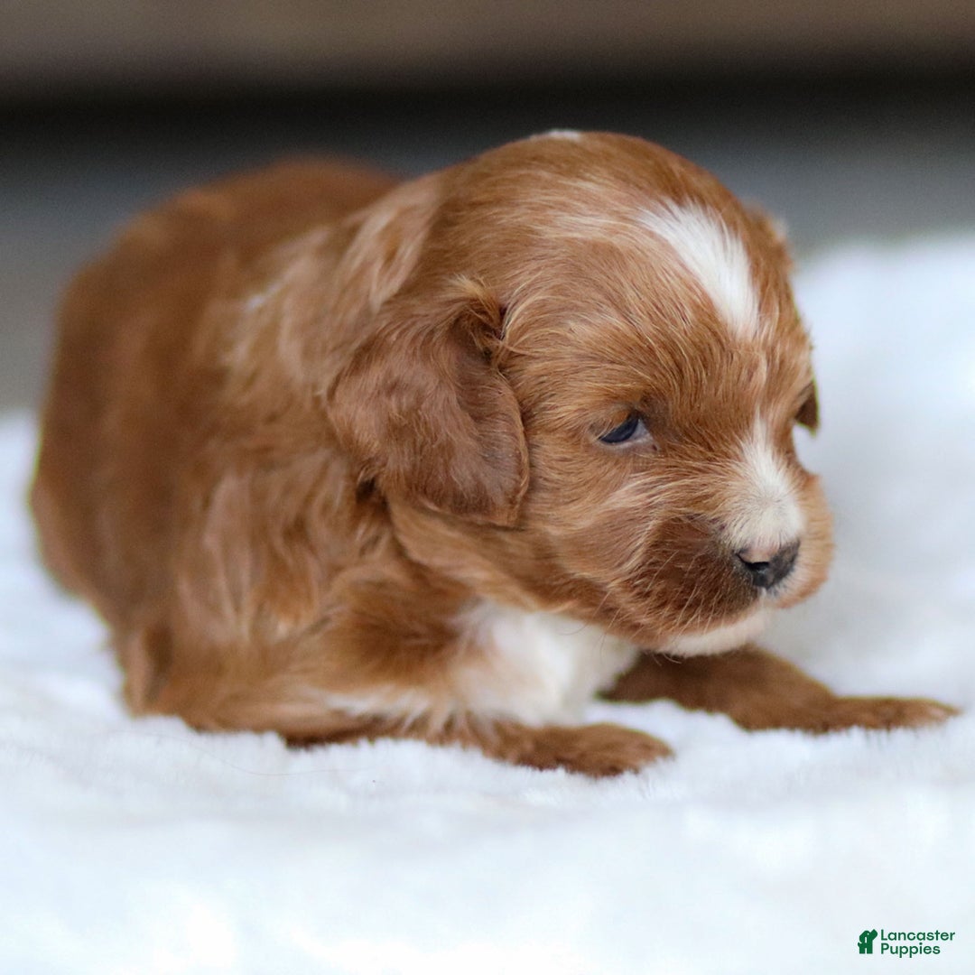 Cavapoo dogs for sale: Murphy - Ad 8