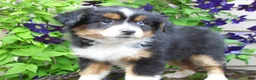 Miniature Australian Shepherd dogs for sale: Marley - Ad 3