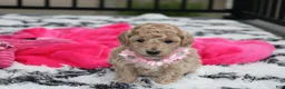 Bichpoo dogs for sale: Aubrey - Ad 2
