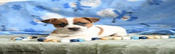 Jack Russell Terrier dogs for sale: Pepsi - Ad 1