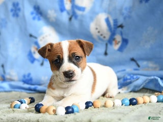 Jack Russell Terrier dogs Pepsi - Ad 34