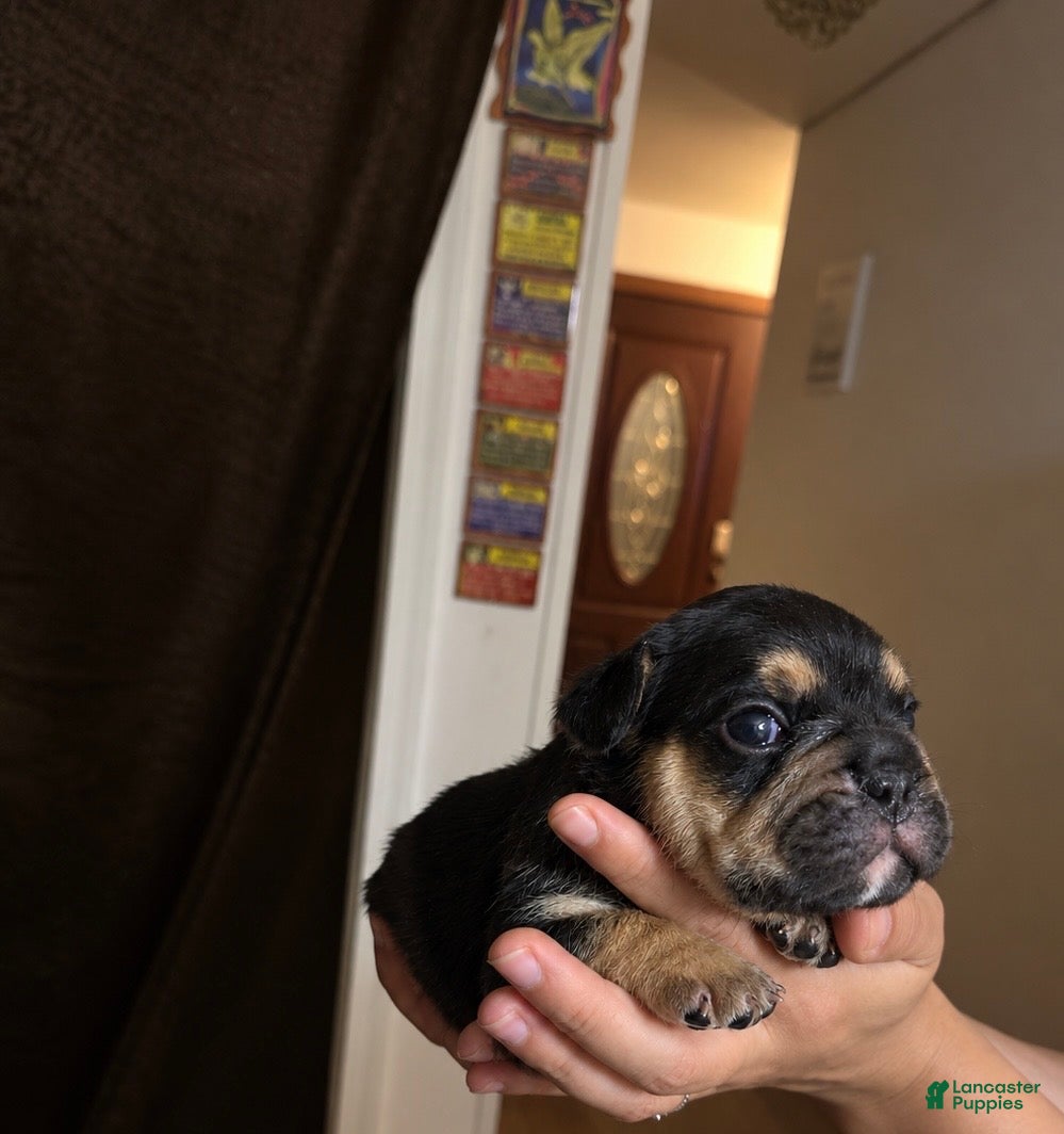 French Bulldog dogs Rotti - Ad 2