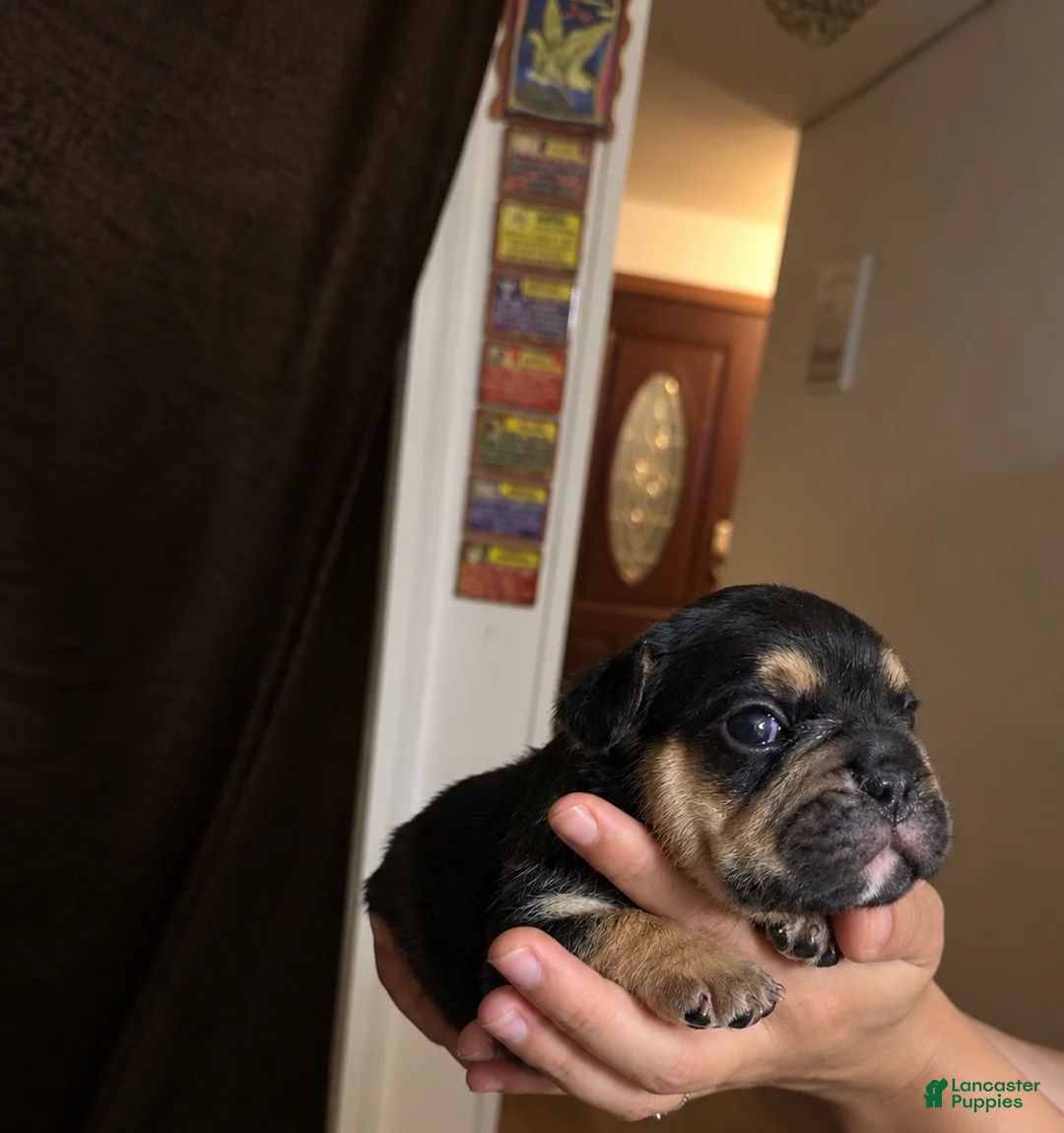 French Bulldog dogs for sale: Rotti - Ad 2