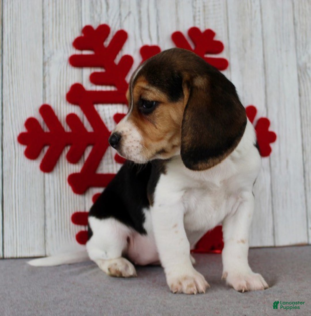 Beagle dogs for sale: Fannie - Ad 8
