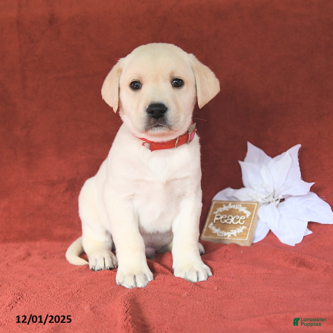 Labrador Retriever dogs for sale: Elam - Ad 1