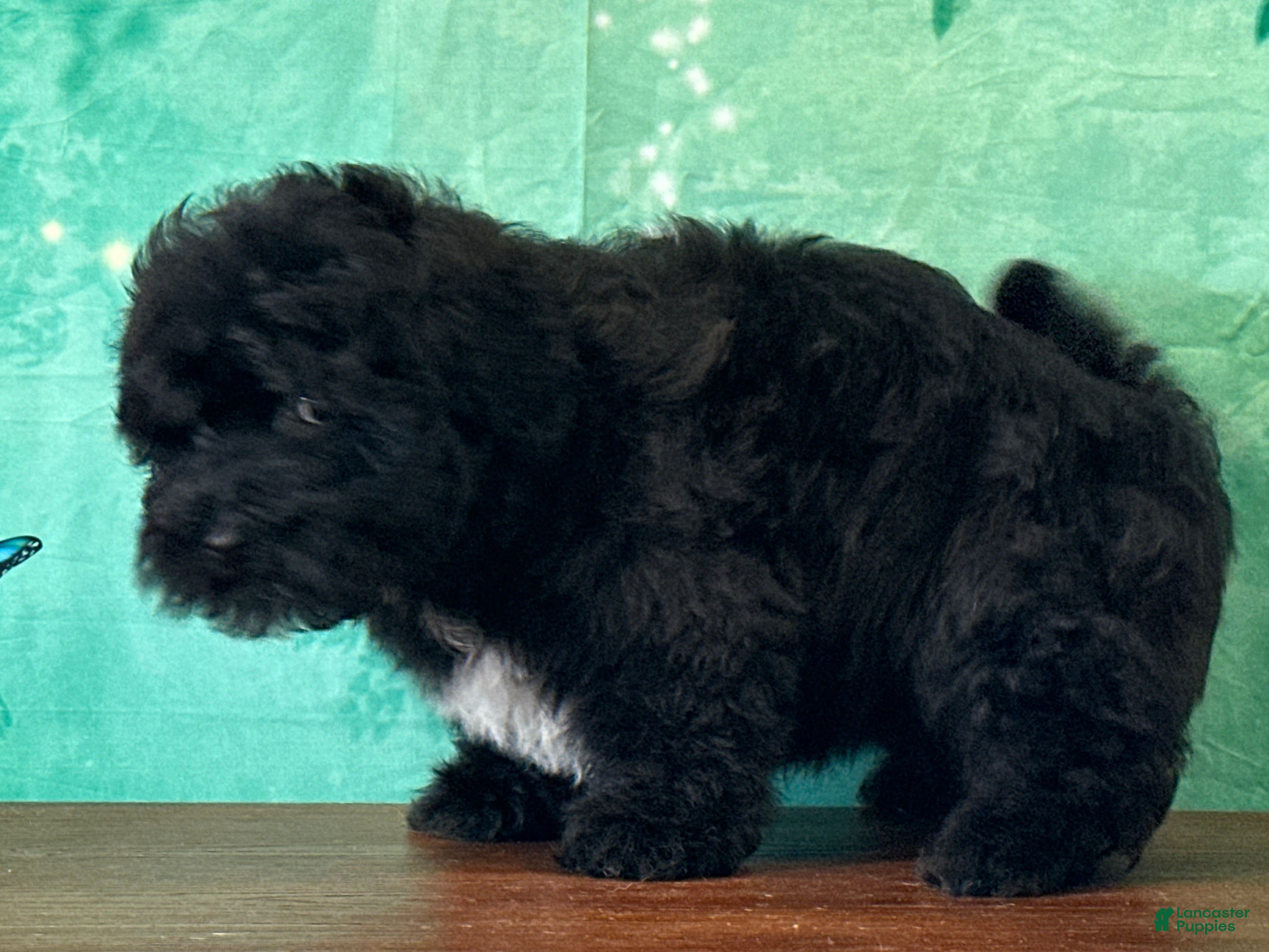 Yochon dogs Oscar - Ad 2