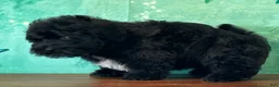 Yochon dogs for sale: Oscar - Ad 2