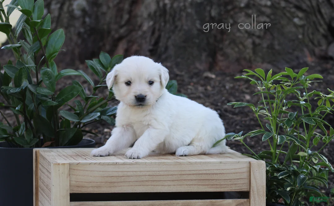 Golden Retriever dogs for sale: Golden Retriever Grey Collar - Ad 1
