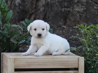 Golden Retriever dogs for sale: Golden Retriever Grey Collar - Ad 3