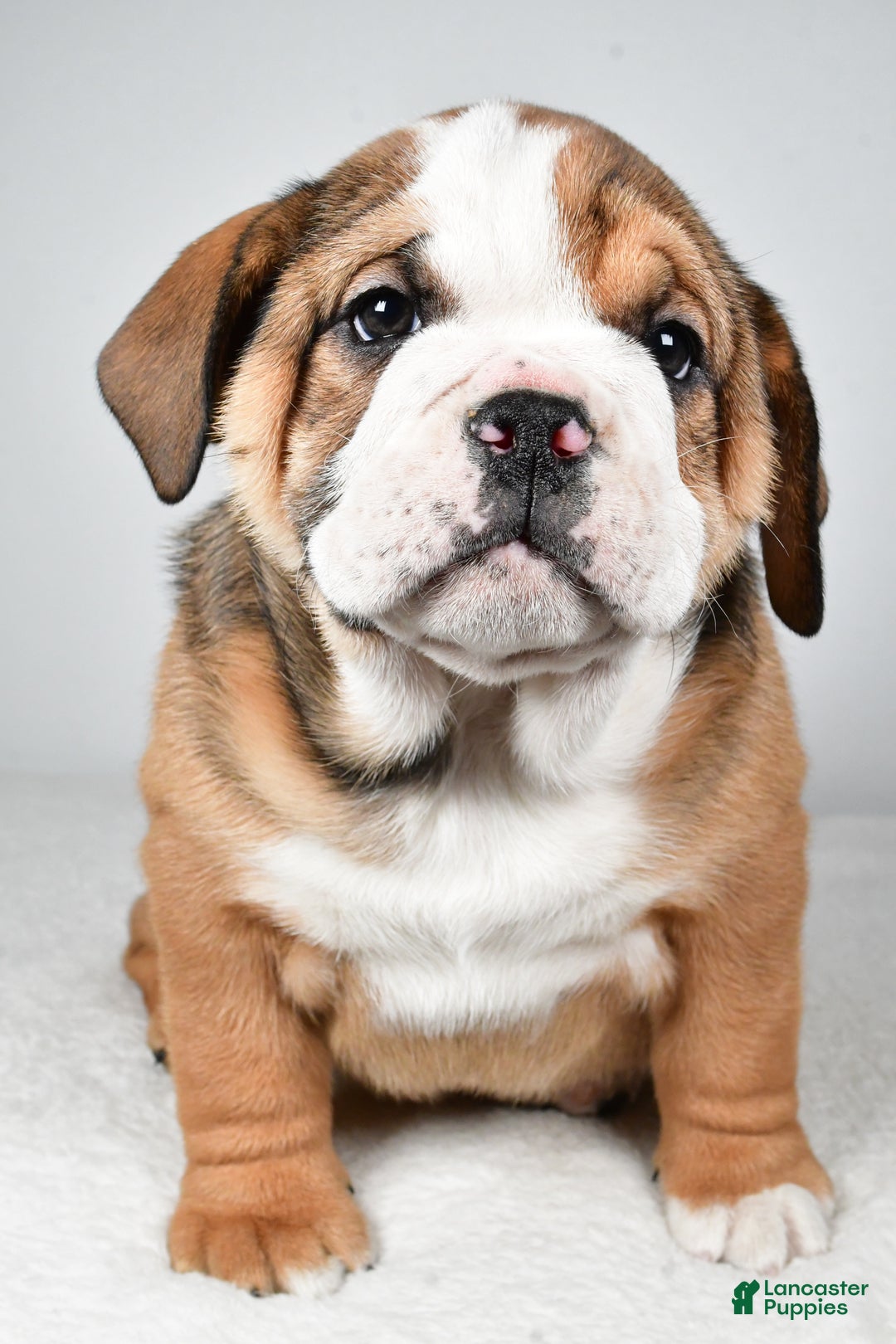 Beabull dogs for sale: Millie - Ad 5