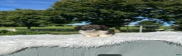Doxiepoo dogs for sale: Clove - Ad 7