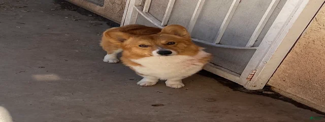 Nano