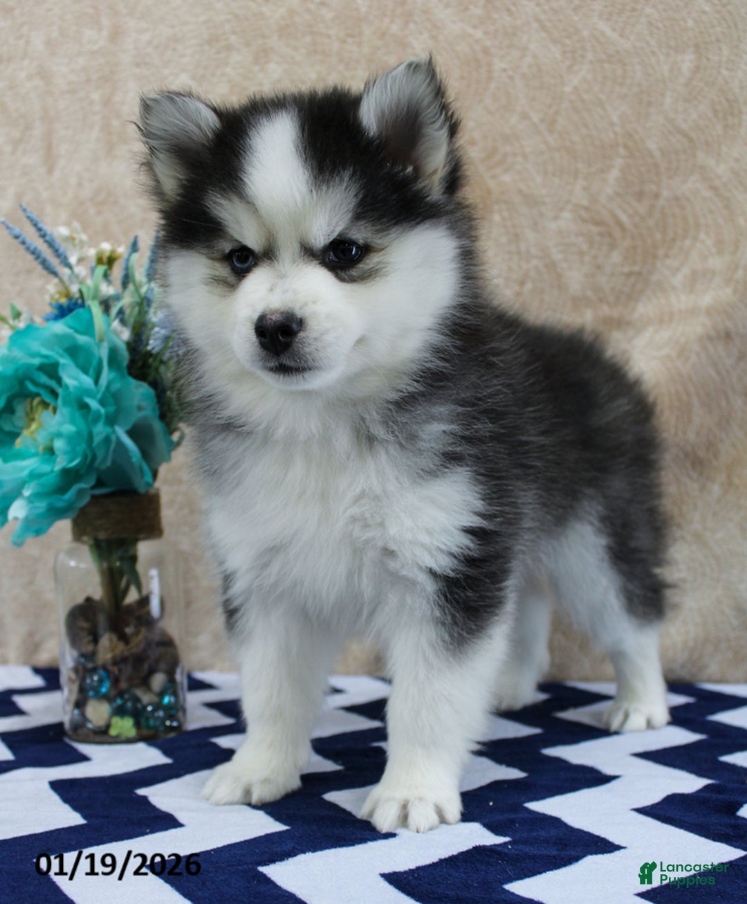 Pomsky dogs for sale: Cruz - Ad 3