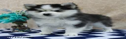 Pomsky dogs for sale: Cruz - Ad 3