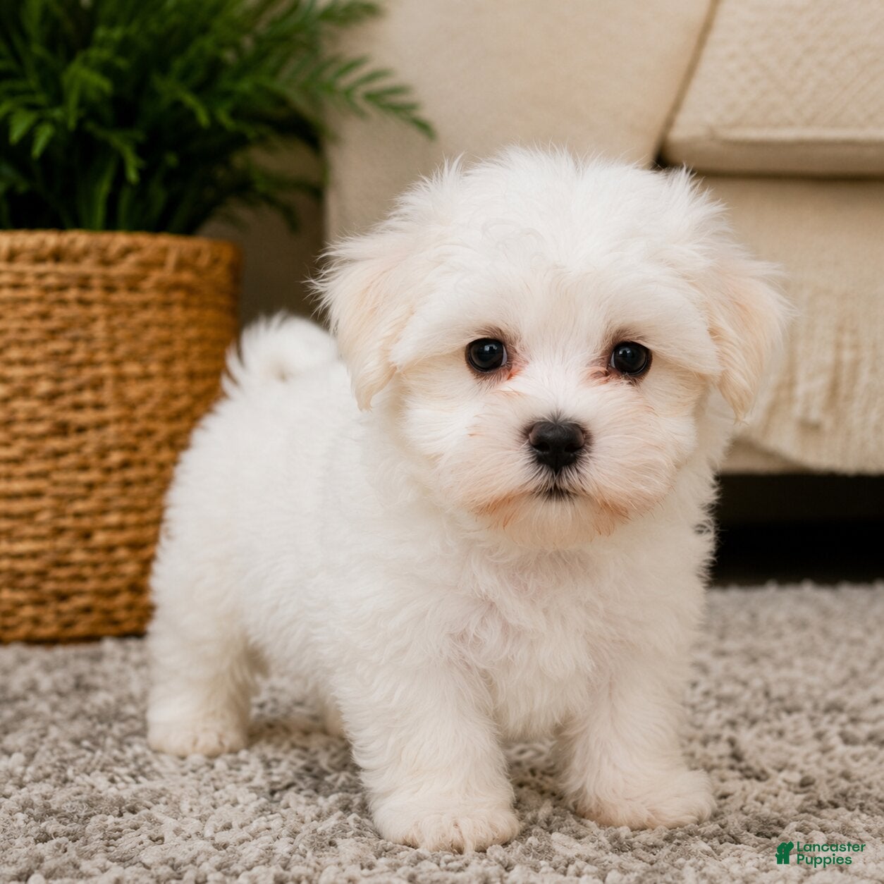 Maltese dogs Rocky - Ad 2