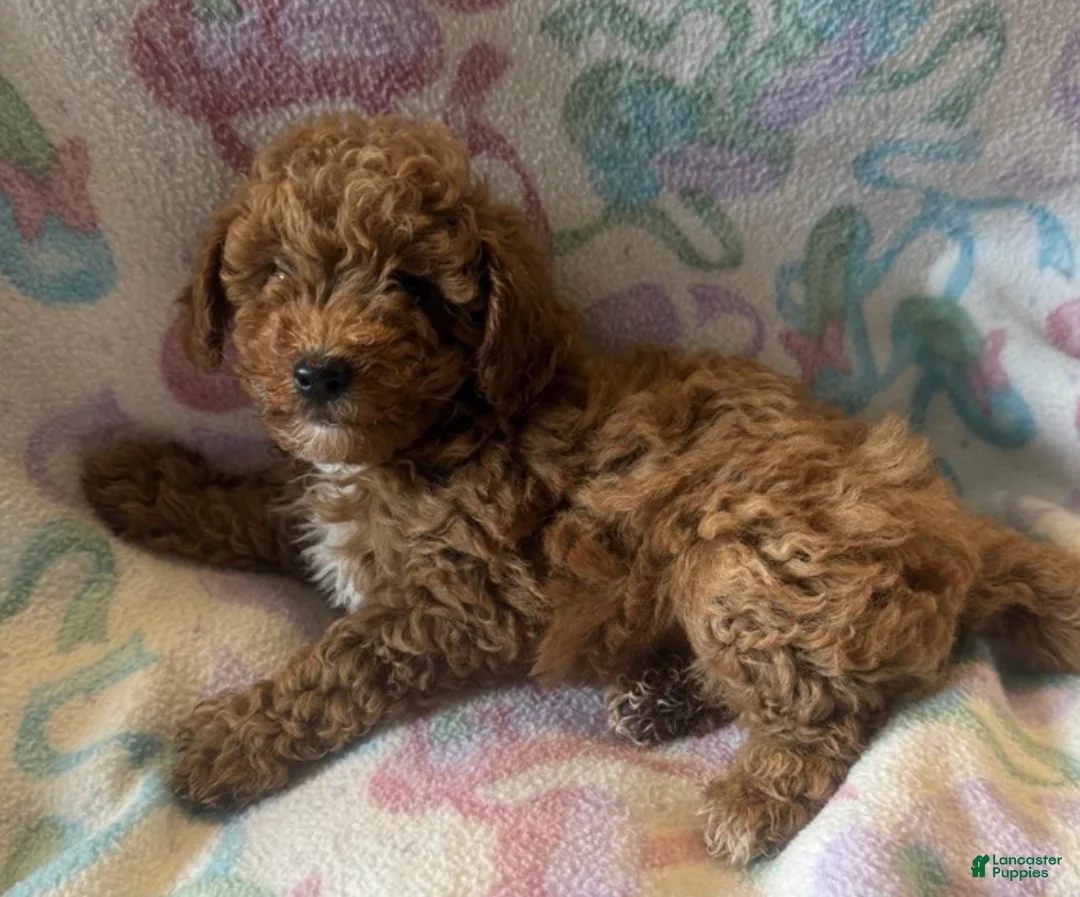 Toy Poodle dogs for sale: May - Ad 1