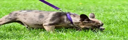 Mixed Breed dogs for sale: Jackie - Ad 3