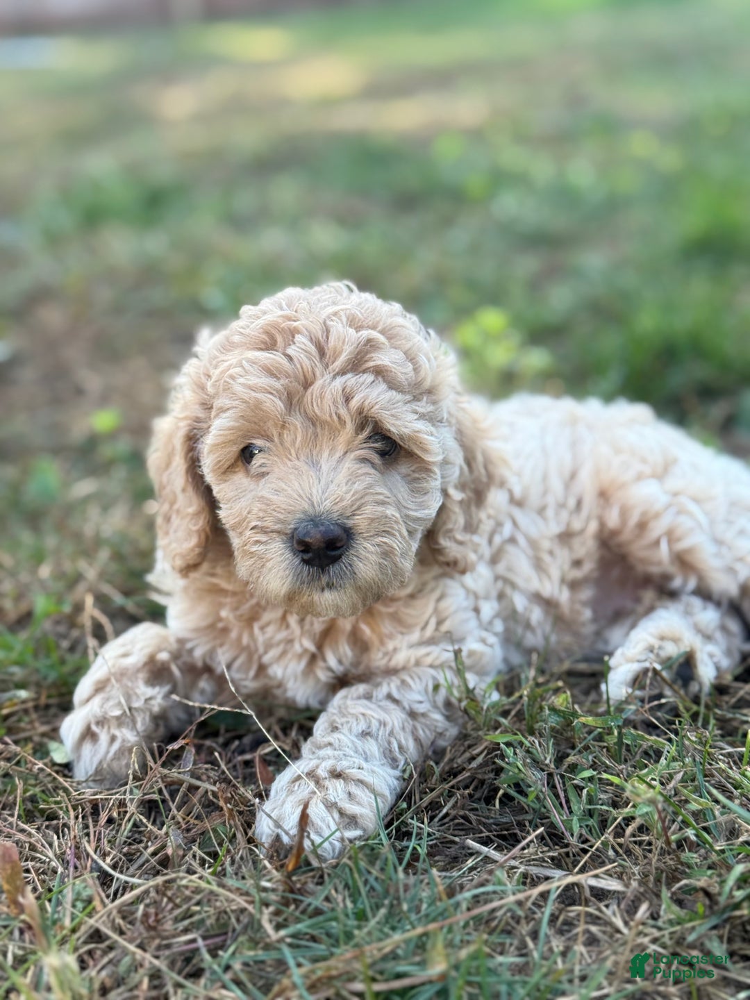 Mixed Breed dogs for sale: Mixed Breed Puppy 2 - Ad 2