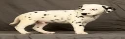 Dalmatian dogs for sale: Brock - Ad 5