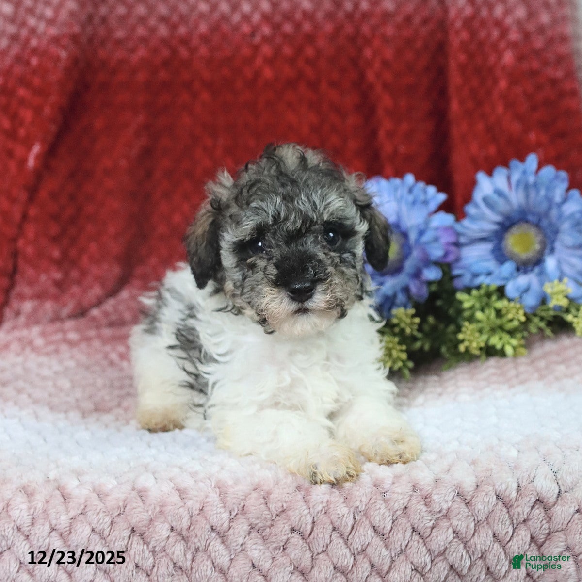 Miniature Poodle dogs Melissa - Ad 26