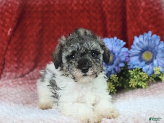 Miniature Poodle dogs Melissa - Ad 26