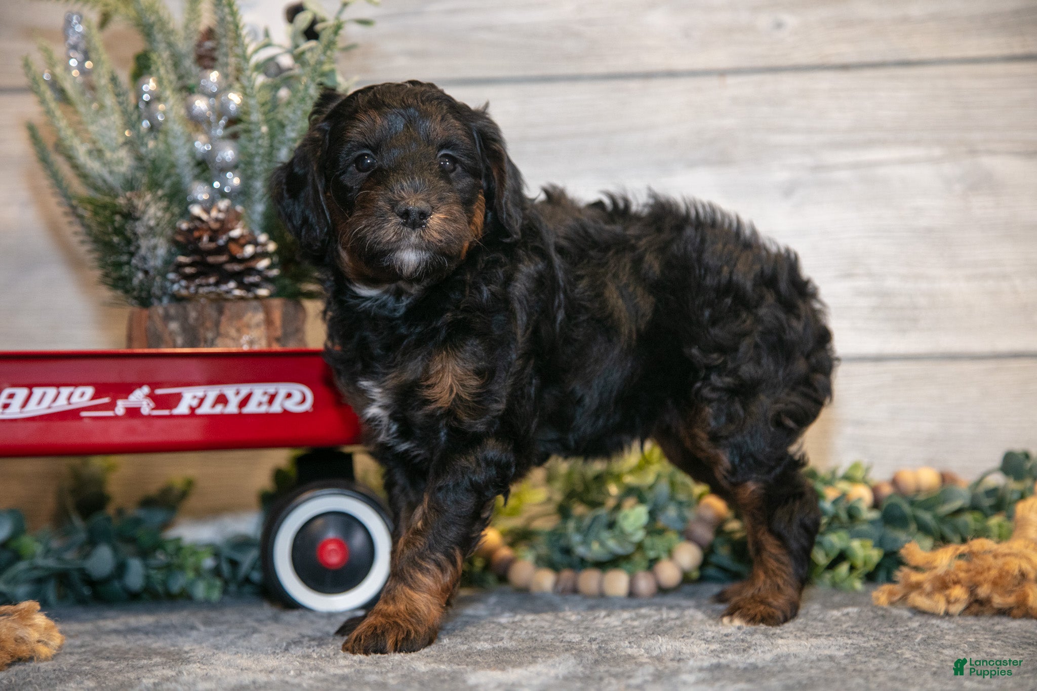 Mini Goldendoodle dogs Tuck - Ad 38