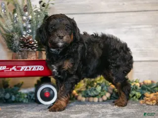 Mini Goldendoodle dogs Tuck - Ad 21