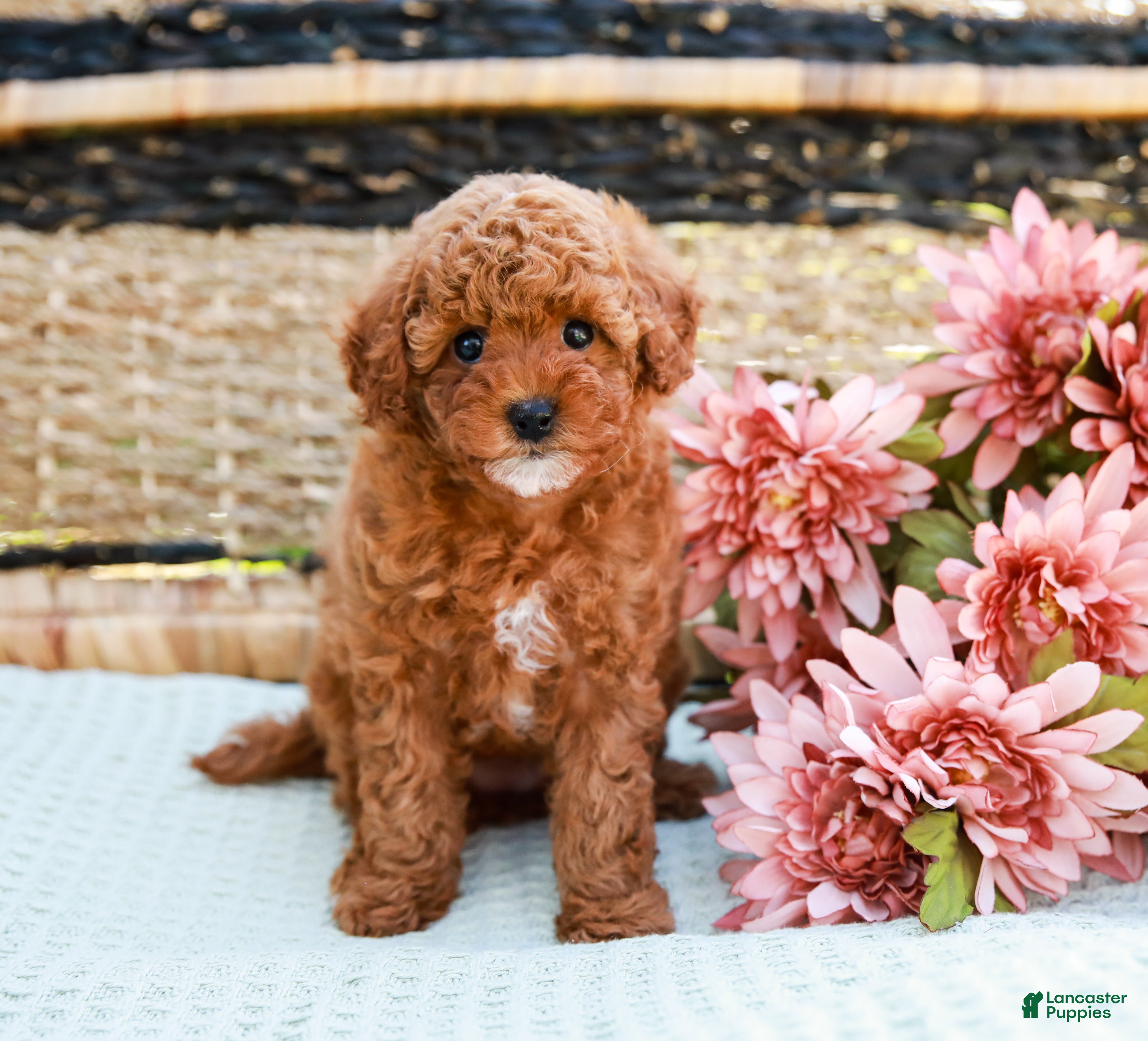 Toy Poodle dogs Bethany - Ad 1