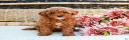 Toy Poodle dogs for sale: Bethany - Ad 1