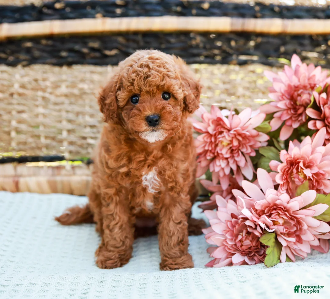 Toy Poodle dogs for sale: Bethany - Ad 1