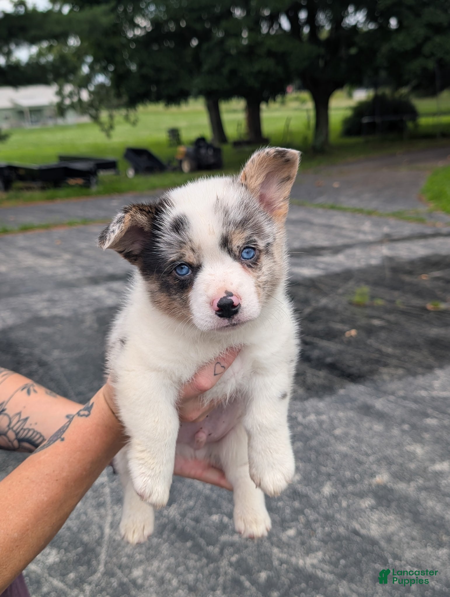 American Corgi dogs Cass - Ad 1