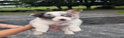 American Corgi dogs for sale: Cass - Ad 1