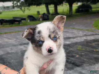 American Corgi dogs for sale: Cass - Ad 2