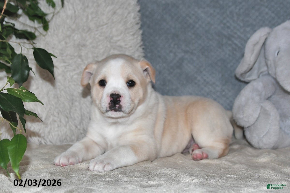 Mixed Breed dogs Rhonda - Ad 2