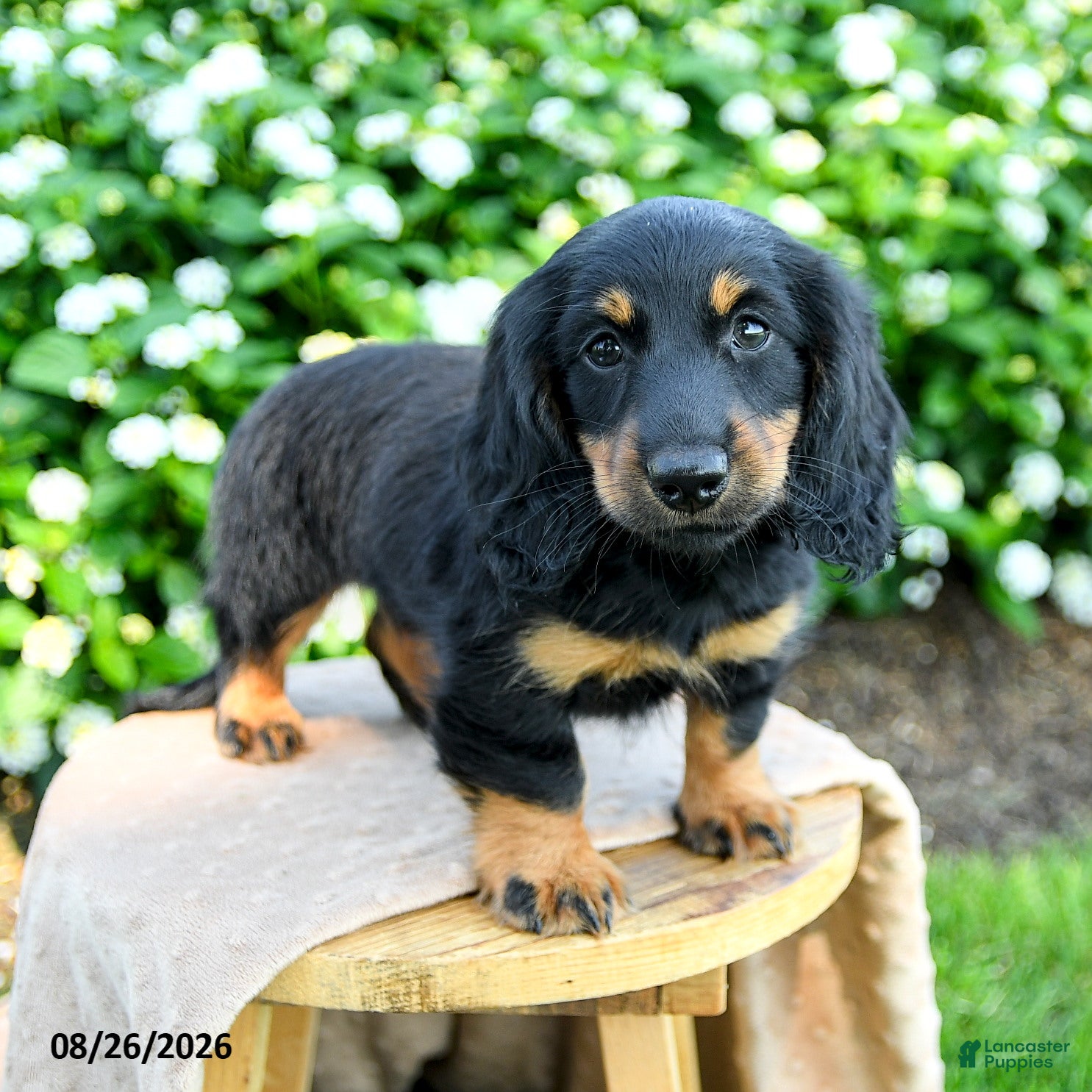 Miniature Dachshund dogs Toby - Ad 1