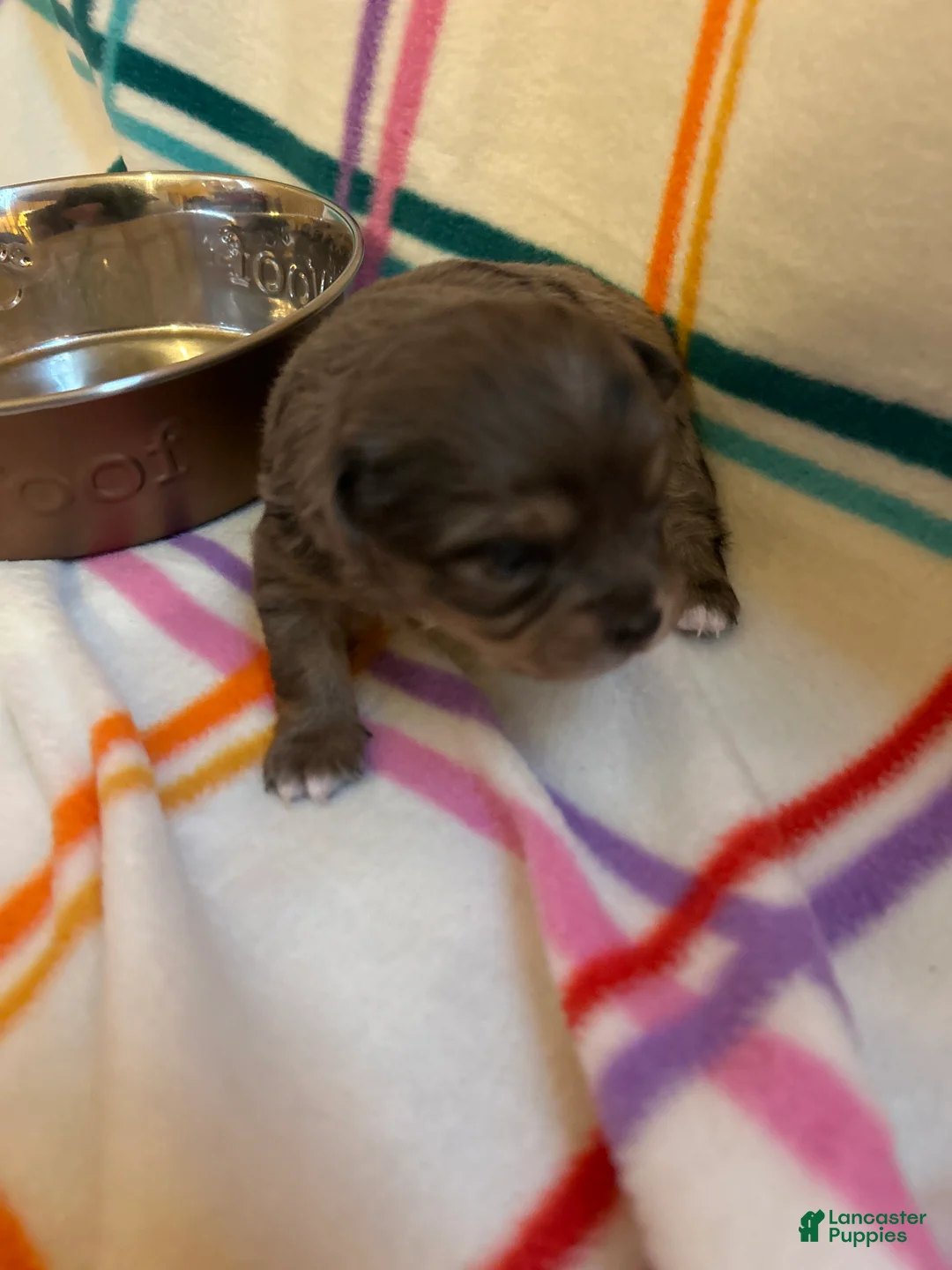 Chihuahua dogs for sale: Chihuahua Puppy 3 - Ad 2