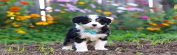 Mixed Breed dogs for sale: Oakley - Ad 4