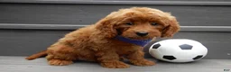Mini Goldendoodle dogs for sale: Rusty - Ad 3