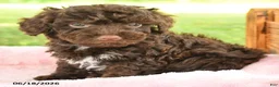 Toy Poodle dogs for sale: Archie - Ad 3