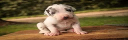 Great Dane dogs for sale: Blake Great Dane  - Ad 10