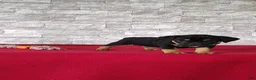 Beabull dogs for sale: Ronnie - Ad 3