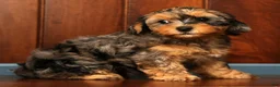 Yorkiepoo dogs for sale: Callie - Ad 9