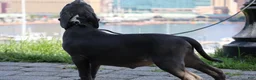 American Bully dogs for sale: Venus - Ad 45