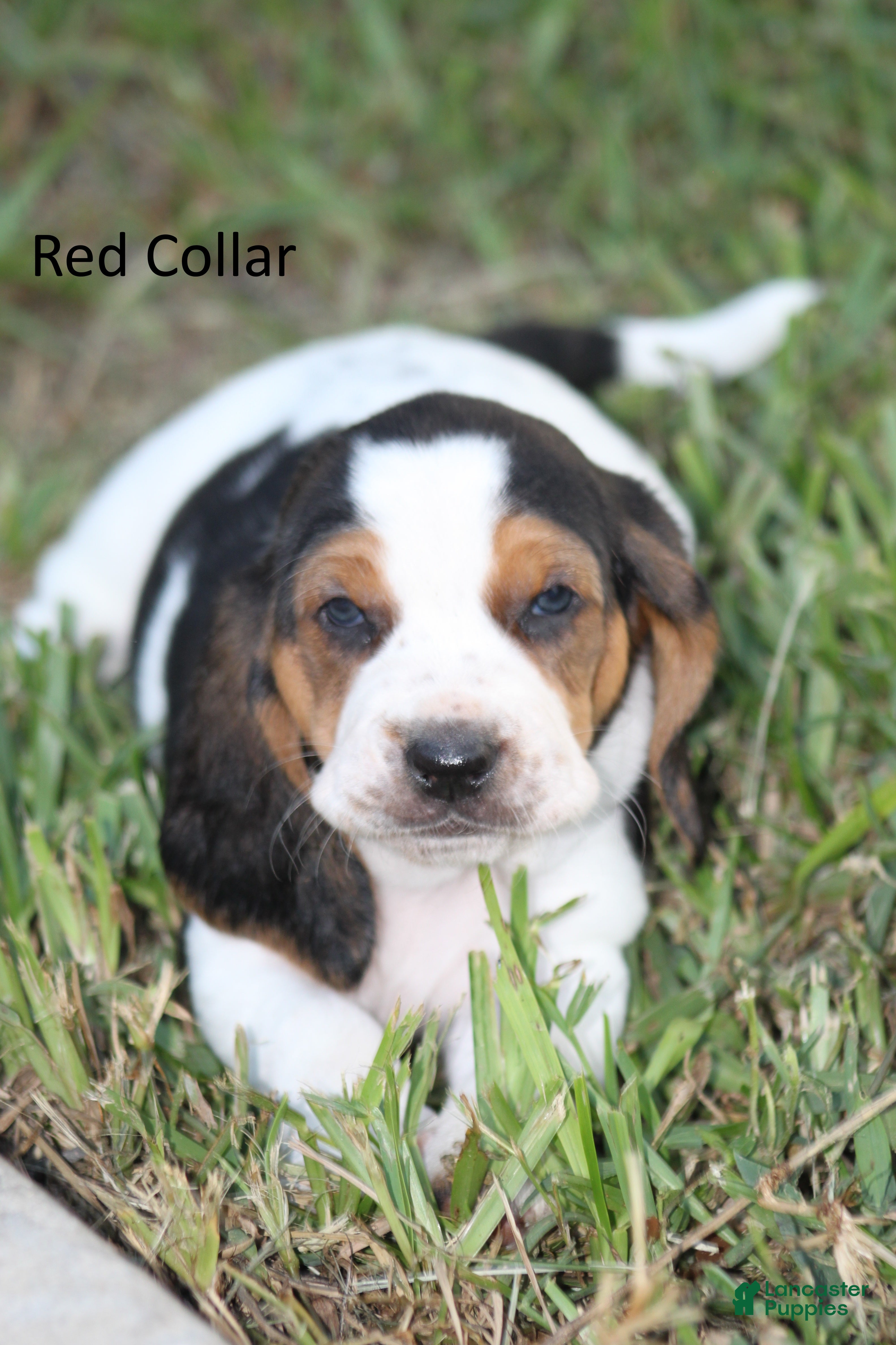 Basset Hound dogs Red (Maisie May) - Ad 2