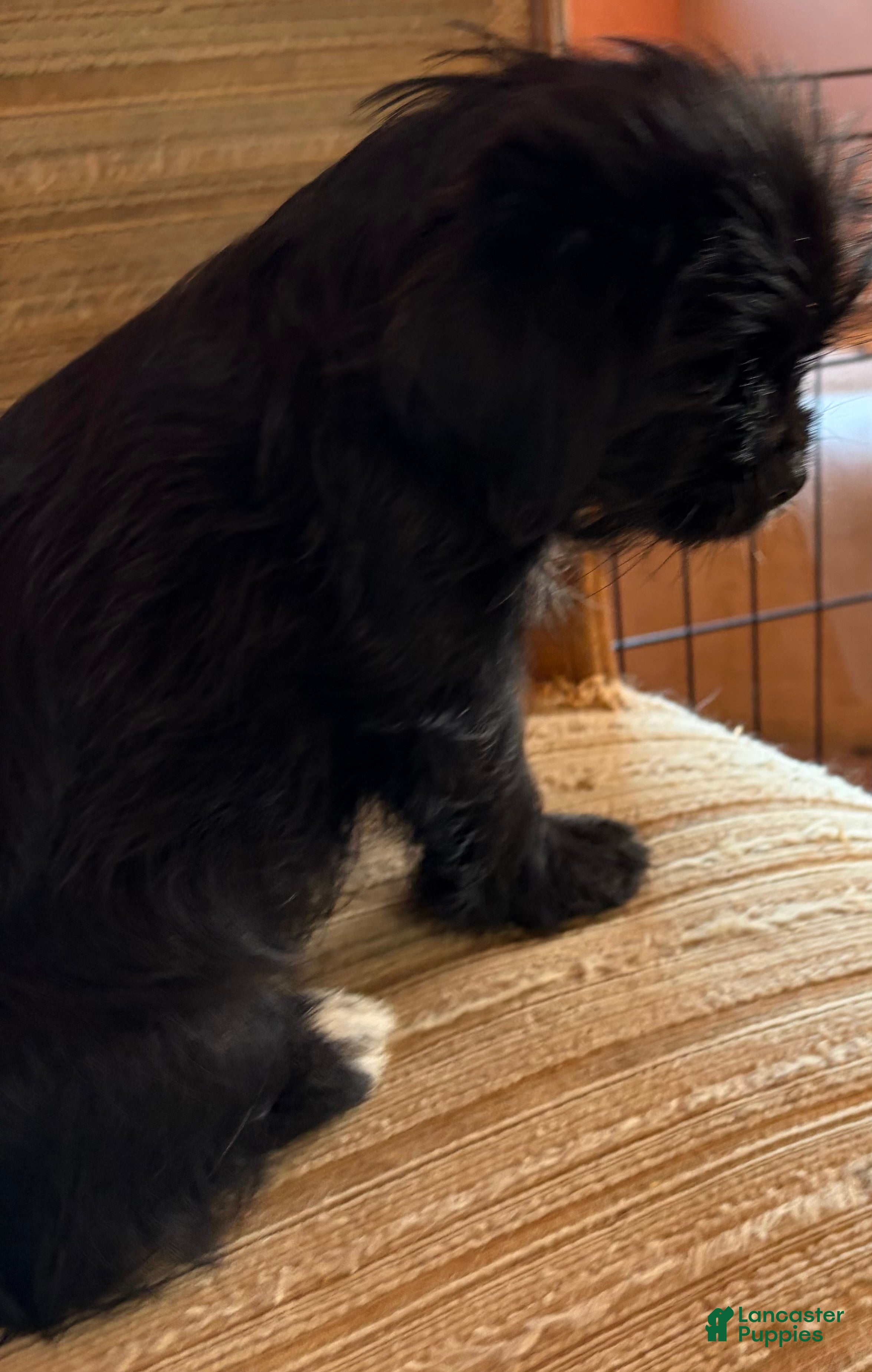 Mixed Breed dogs Mixed Breed 4 - Ad 2
