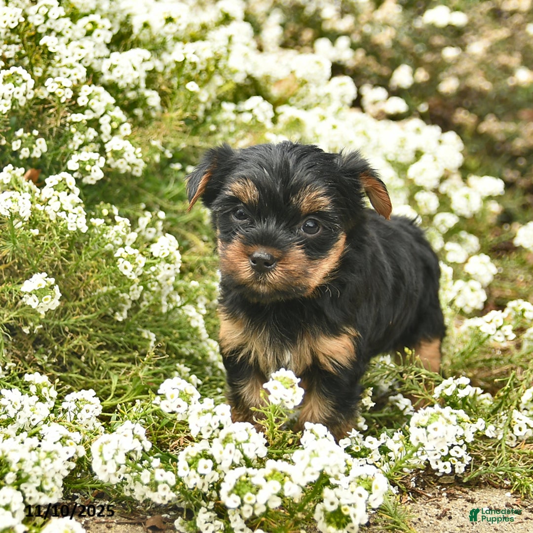 Yorkshire Terrier dogs for sale: Lola  - Ad 2