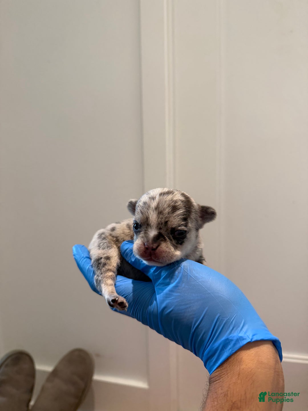 French Bulldog dogs for sale: Stormie - Ad 8